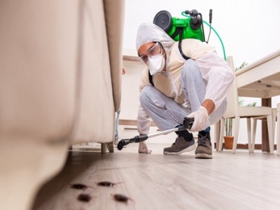 Benefits of Pest Control Services Dublin That You Should Consider